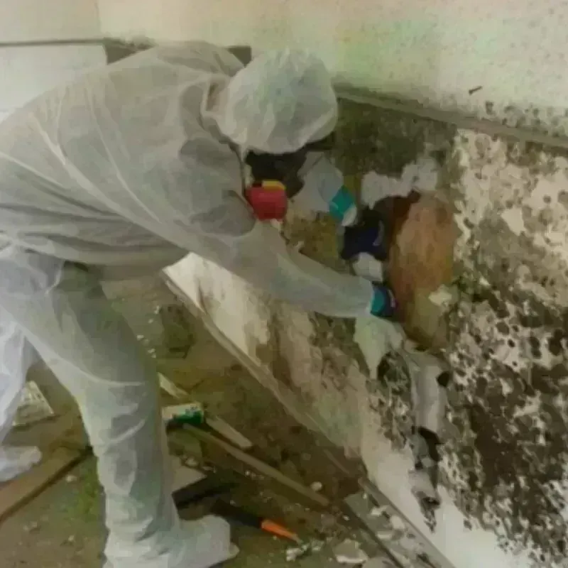 Mold Remediation and Removal in Floyd, VA